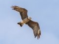 Snail Kite - Harns Marsh - Lee County, April 23, 2022
