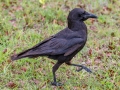 American Crow  - Everglades NP - Anhinga Trail - Miami-Dade County, April 29, 2022