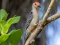 Red-bellied Woodpecker - Fort De Soto Park - Pinellas County, April 21, 2022