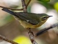 Black-throated Blue Warbler - J N Ding Darling - Wildlife Drive - Lee County, April 24, 2022