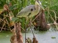 Great Blue Heron - Circle B Bar Reserve - Polk County, April 20, 2022