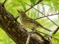 White-eyed Vireo - Audubon Corkscrew Swamp Sanctuary - Collier County, April 27, 2022