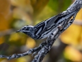 Black-and-white Warbler - J N Ding Darling - Wildlife Drive - Lee County, April 24, 2022