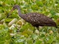 Limpkin - Orlando Wetlands Park - Orange County, April 18, 2022