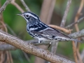 Black-and-white Warbler - Brownie Wise Park - Osceola County, April 18, 2022