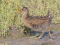 Clapper Rail  - St Marks NWR - Panacea Unit Bottoms Rd - Wakulla County, April 15, 2022