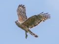 Red-shouldered Hawk  - Everglades NP - Anhinga Trail - Miami-Dade County, April 29, 2022