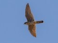 Merlin - Dry Tortugas NP - Garden Key - Monroe County, May 1, 2022