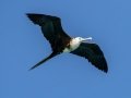 Magnificent Frigatebird - Dry Tortugas NP - Garden Key - Monroe County, May 1, 2022