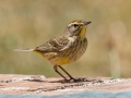 Palm Warbler - Dry Tortugas NP - Garden Key - Monroe County, May 1, 2022