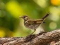 Ovenbird - Dry Tortugas NP - Garden Key - Monroe County, May 1, 2022