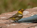 Cape May Warbler - Dry Tortugas NP - Garden Key - Monroe County, May 1, 2022