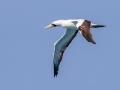 Masked Booby - Dry Tortugas NP - Garden Key - Monroe County, May 1, 2022
