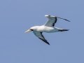 Masked Booby - Dry Tortugas NP - Garden Key - Monroe County, May 1, 2022