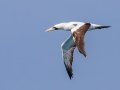 Masked Booby - Dry Tortugas NP - Garden Key - Monroe County, May 1, 2022