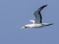 Masked Booby - Dry Tortugas NP - Garden Key - Monroe County, May 1, 2022