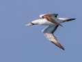 Masked Booby - Dry Tortugas NP - Garden Key - Monroe County, May 1, 2022