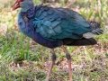 Gray-headed Swamphen - Wakodahatchee Wetlands - Palm Beach County, May 4, 2020