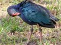 Gray-headed Swamphen - Wakodahatchee Wetlands - Palm Beach County, May 4, 2020