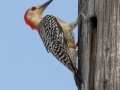 Red-bellied Woodpecker - Big Torch Key - Monroe County, May 2, 2020