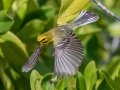 Prairie Warbler - Big Torch Key - Monroe County, May 2, 2020