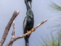Anhinga - Wakodahatchee Wetlands - Palm Beach County, May 4, 2020