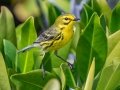 Prairie Warbler - Big Torch Key - Monroe County, May 2, 2020
