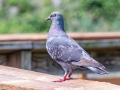 Rock Pigeon (Feral Pigeon) - Wakodahatchee Wetlands - Palm Beach County, May 4, 2020