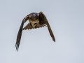 Purple Martin - Wakodahatchee Wetlands - Palm Beach County, May 4, 2020