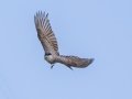 Gray Kingbird - Big Torch Key - Monroe County, May 2, 2020