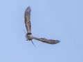 Gray Kingbird - Big Torch Key - Monroe County, May 2, 2020