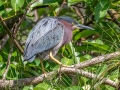 Green Heron - Wakodahatchee Wetlands - Palm Beach County, May 4, 2020