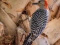Red-bellied Woodpecker - Wakodahatchee Wetlands - Palm Beach County, May 4, 2020