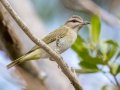 Black-whiskered Vireo - Big Pine Key  Blue Hole - Monroe County, May 2, 2022