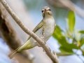 Black-whiskered Vireo - Big Pine Key  Blue Hole - Monroe County, May 2, 2022
