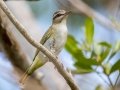 Black-whiskered Vireo - Big Pine Key  Blue Hole - Monroe County, May 2, 2022