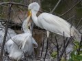 Great Egrets - Wakodahatchee Wetlands - Palm Beach County, May 4, 2020