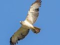 Short-tailed Hawk - Key Deer NWR - Watson & Mannillo Trails - Monroe County, May 2, 2022