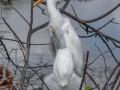 Great Egrets - Wakodahatchee Wetlands - Palm Beach County, May 4, 2020