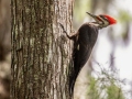 Pileated Woodpecker - Loxahatchee NWR--Cypress Swamp Boardwalk - Palm Beach County, May 4, 2022