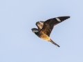 Antillean Nighthawk - Big Pine Key - Monroe County, May 2, 2022