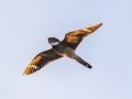 Antillean Nighthawk - Big Pine Key - Monroe County, May 2, 2022