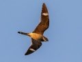 Antillean Nighthawk - Big Pine Key - Monroe County, May 2, 2022