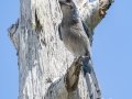 Florida Scrub-Jay - Jonathan Dickinson SP - Martin County, May 4, 2022