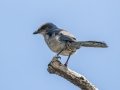Florida Scrub-Jay - Jonathan Dickinson SP - Martin County, May 4, 2022