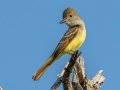 Great Crested Flycatcher - Saddlebunch Keys - Monroe County, May 3, 2022