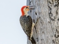 Red-bellied Woodpecker - Jonathan Dickinson SP - Martin County, May 4, 2022