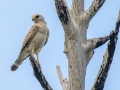 Red-shouldered Hawk - Jonathan Dickinson SP - Martin County, May 4, 2022