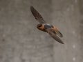 Cave Swallow - Portofino Plaza Swallow Colony - Miami-Dade County, May 3, 2022
