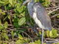 Tricolored Heron - Merritt Island NWR - Black Point Wildlife Dr - Brevard County, May 4, 2022